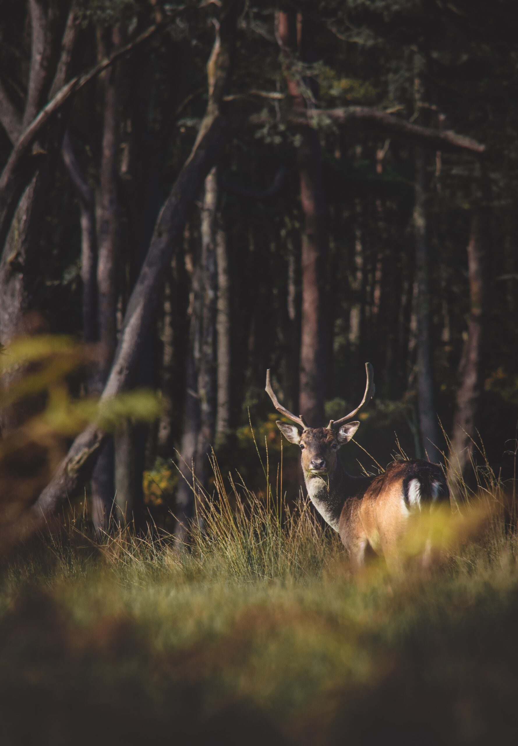 Wild spotten in de bossen van Apeldoorn