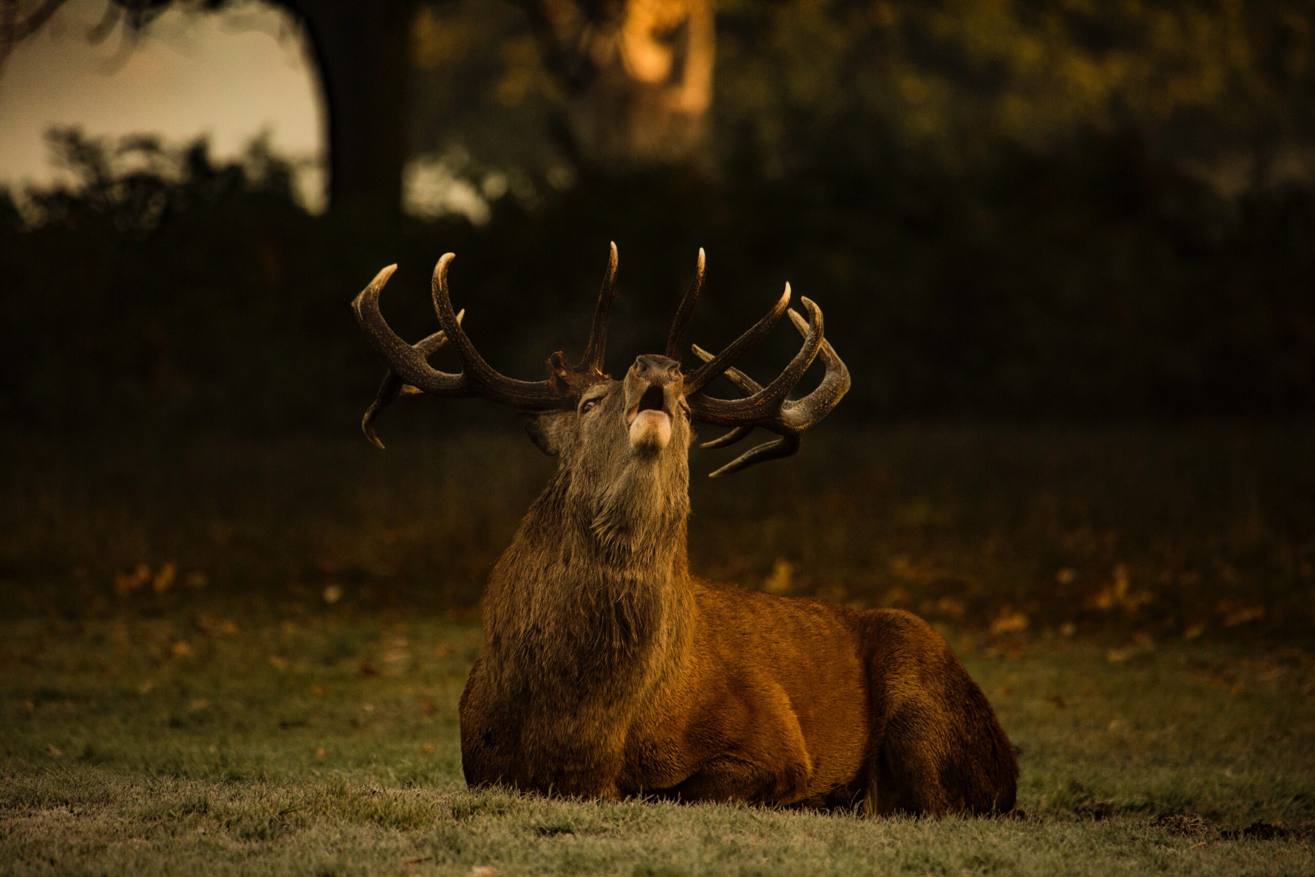Wild spotten in de bossen van Apeldoorn