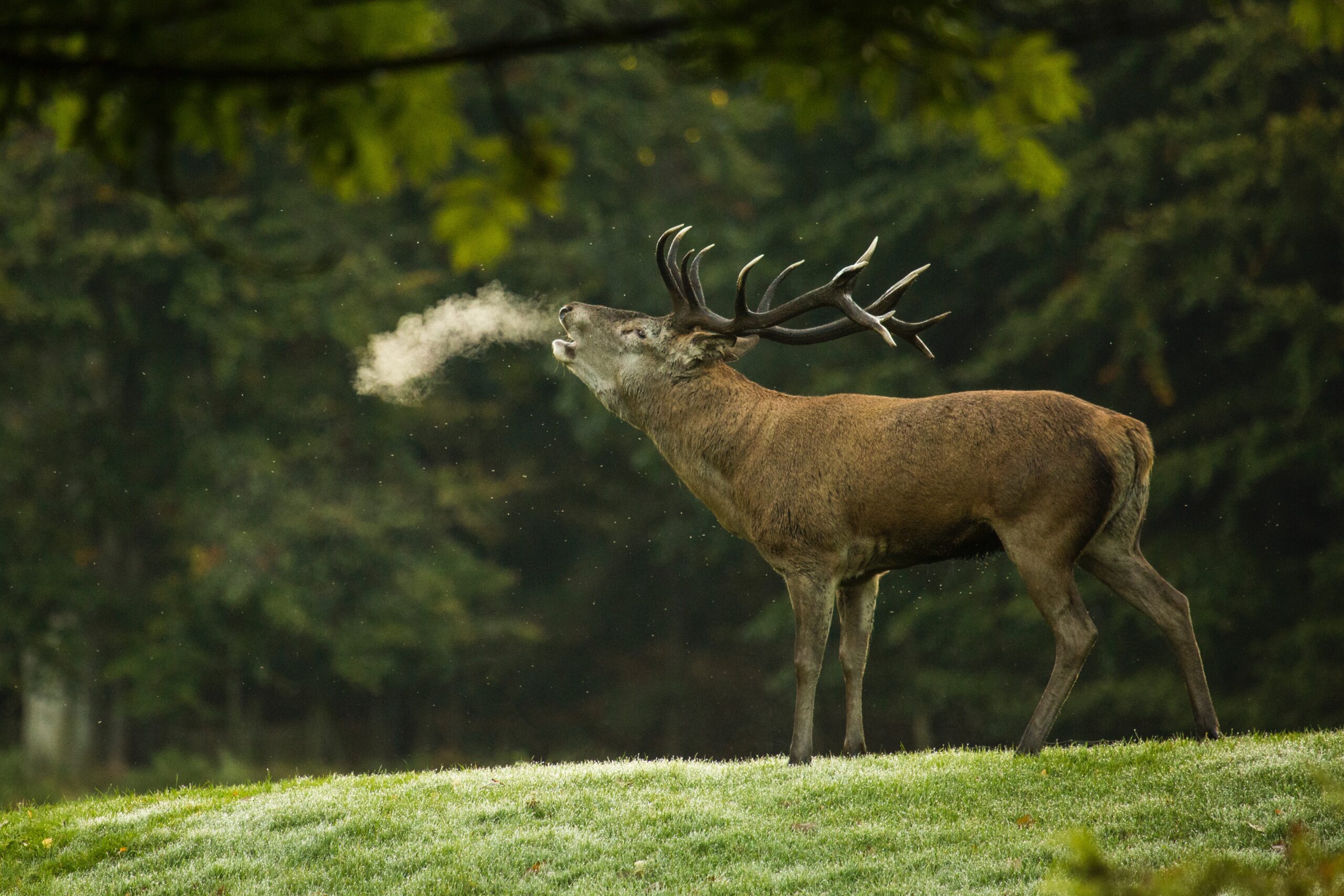 Wild spotten in de bossen van Apeldoorn