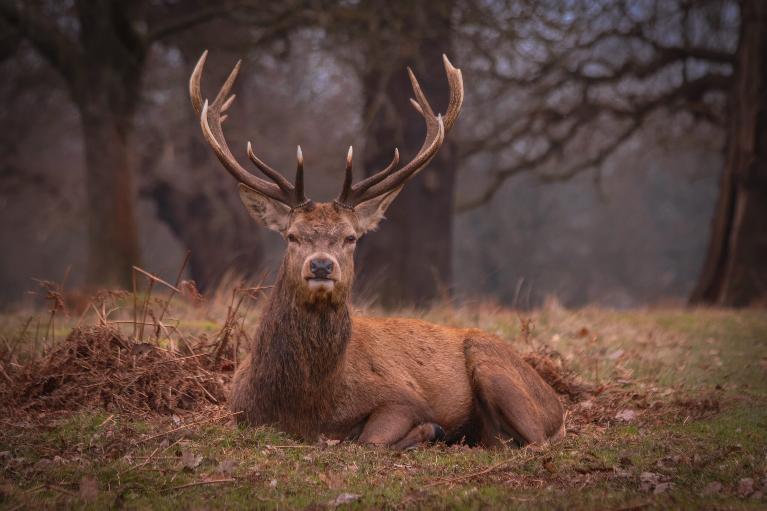 Wild spotten in de bossen van Apeldoorn
