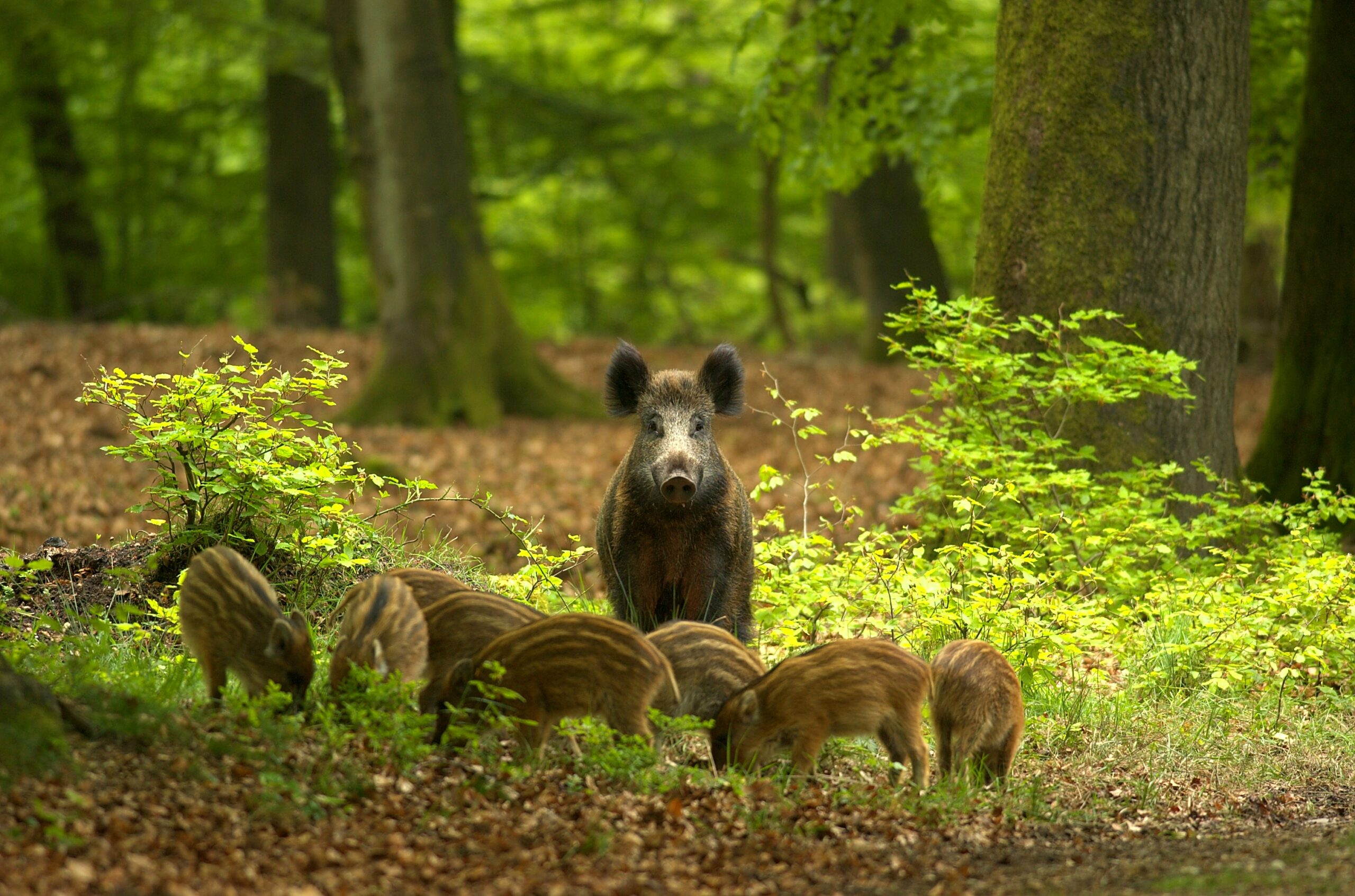 Wild spotten in de bossen van Apeldoorn