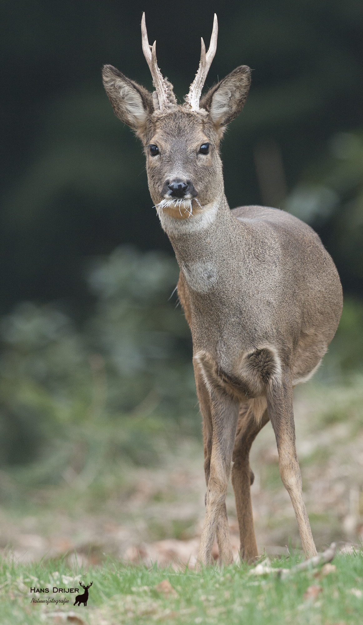 Wild spotten in de bossen van Apeldoorn