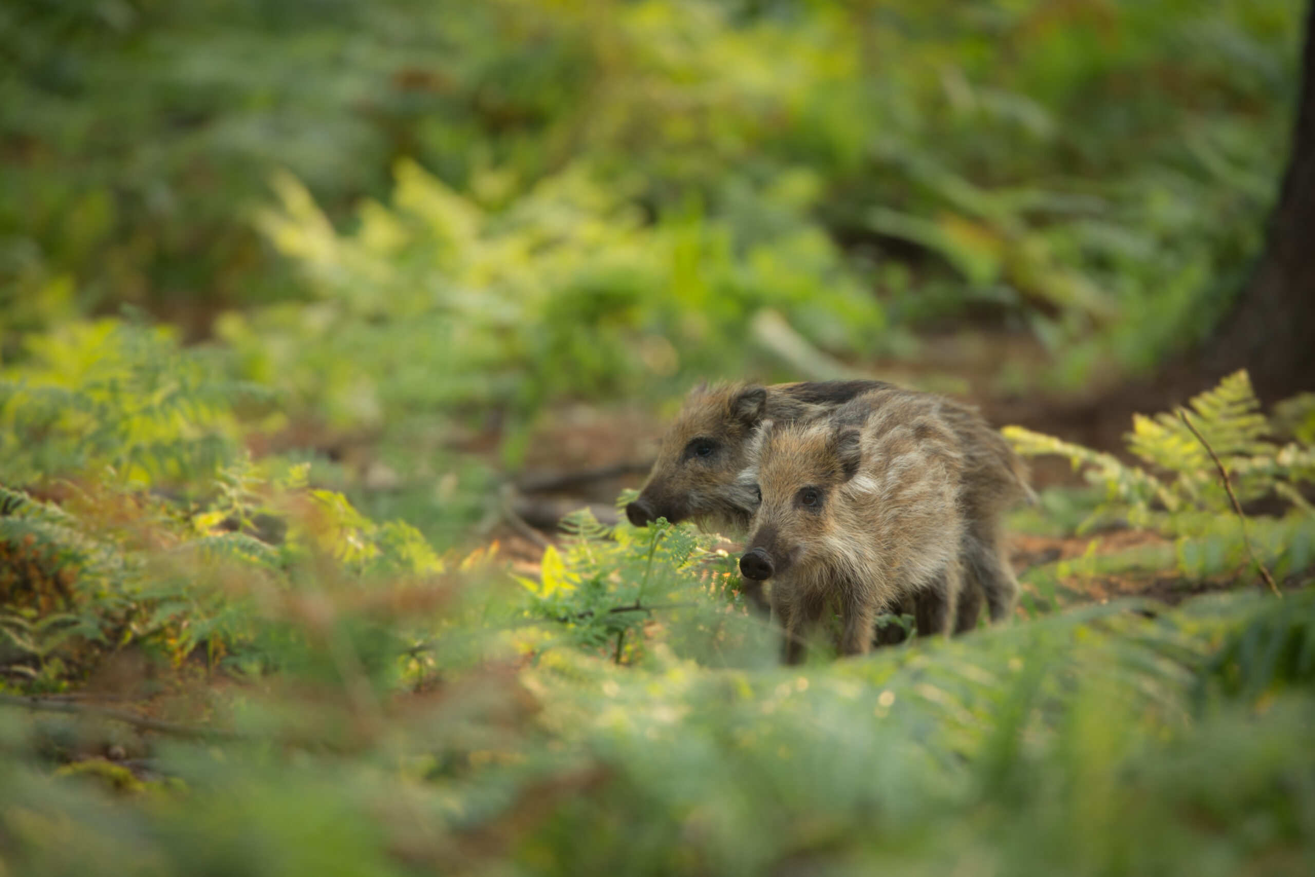 Wild spotten in de bossen van Apeldoorn