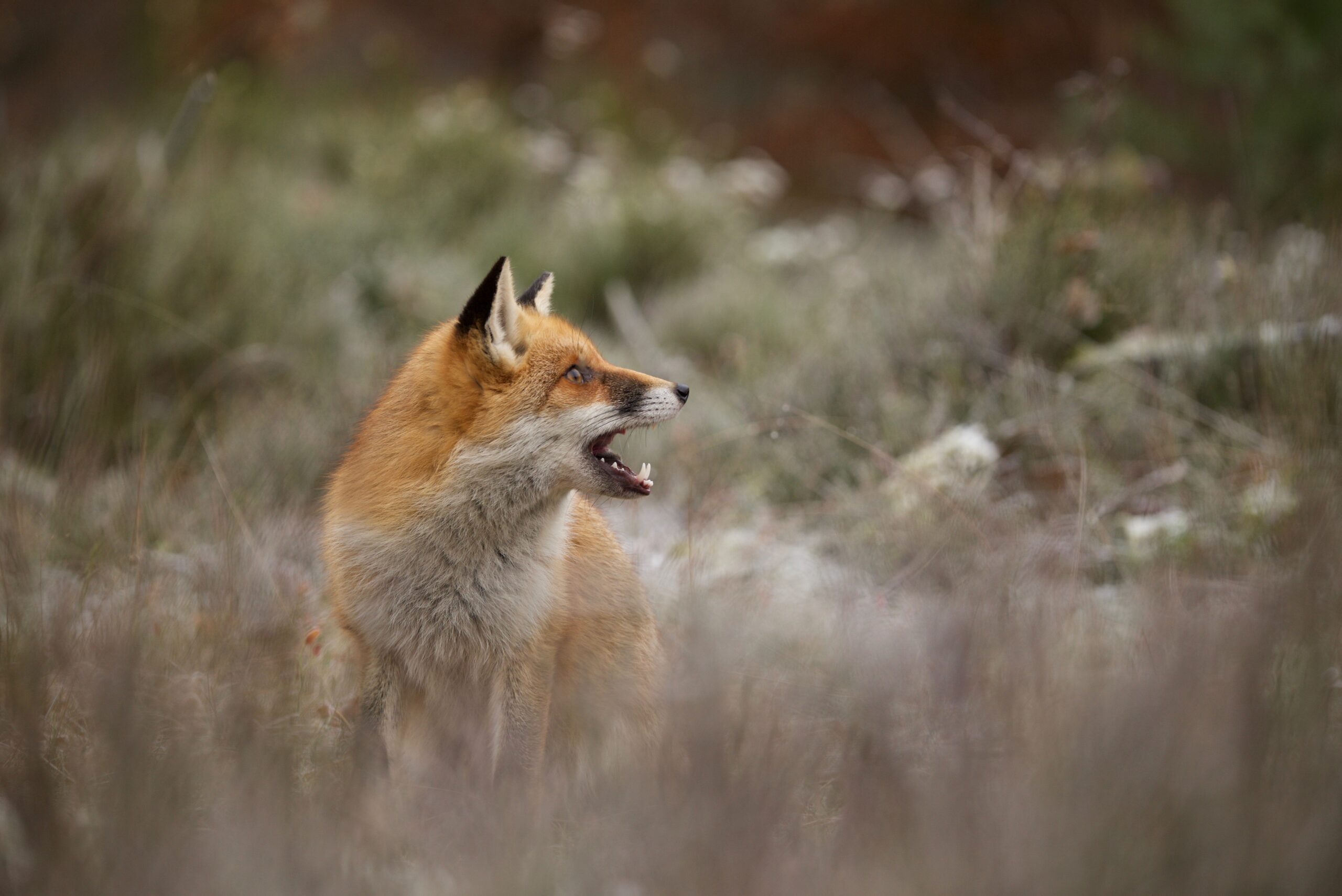 Wild spotten in de bossen van Apeldoorn