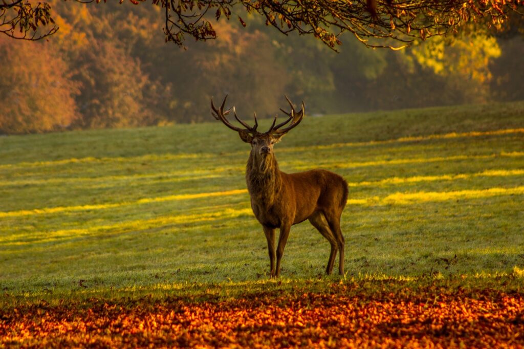 Wild spotten in de bossen van Apeldoorn