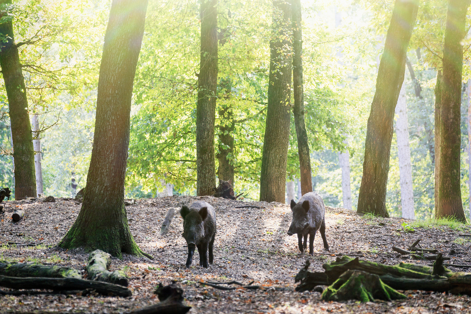 Wilde zwijnen in de bossen van Apeldoorn
