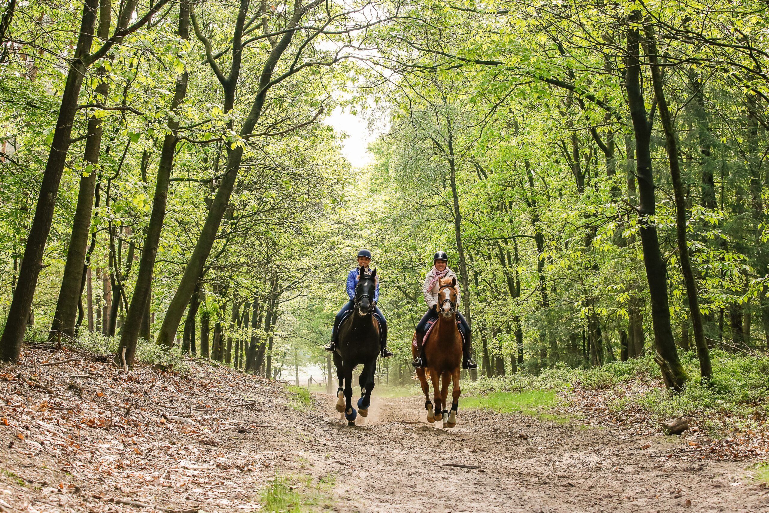 Paarden in het bos