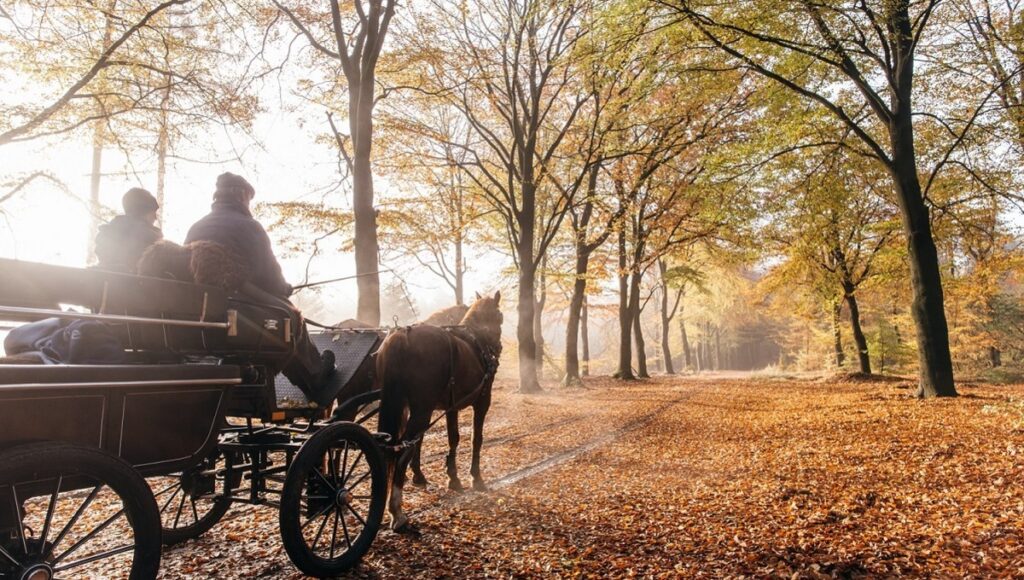 Met paarden door de Apeldoornse bossen