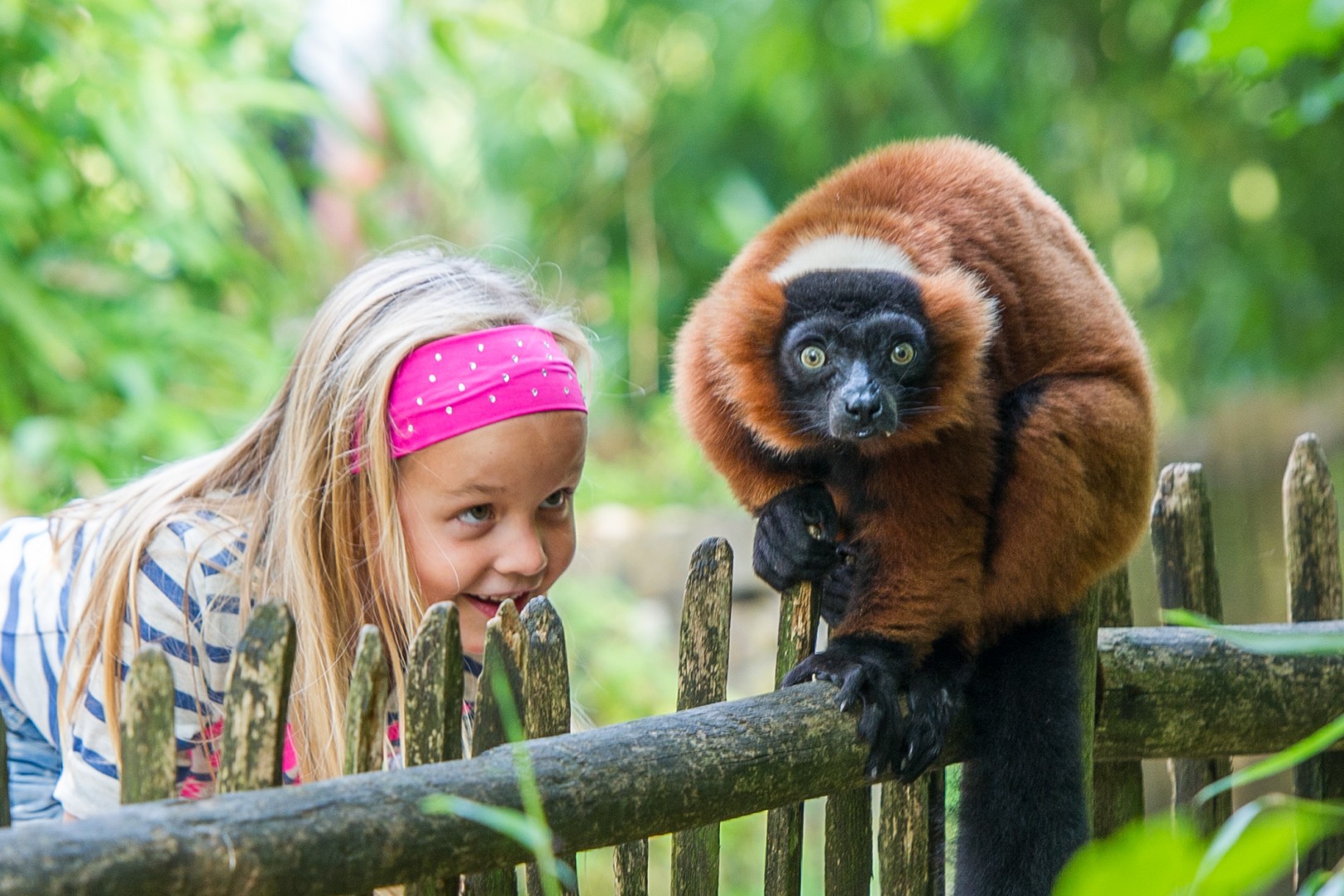Aap en kind in Apenheul in Apeldoorn