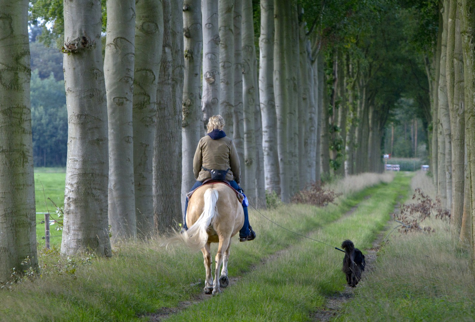 Paardrijden in het bos