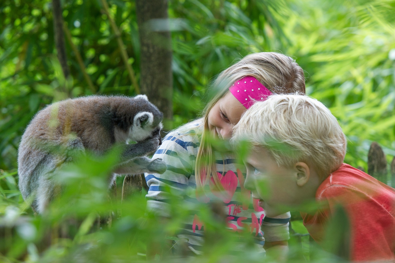 Aap en kinderen in Apenheul in Apeldoorn