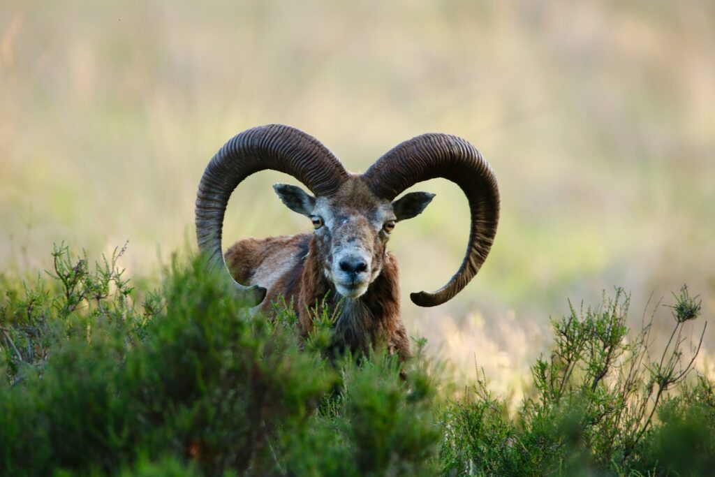 Mouflon in het Het Nationale Park De Hoge Veluwe