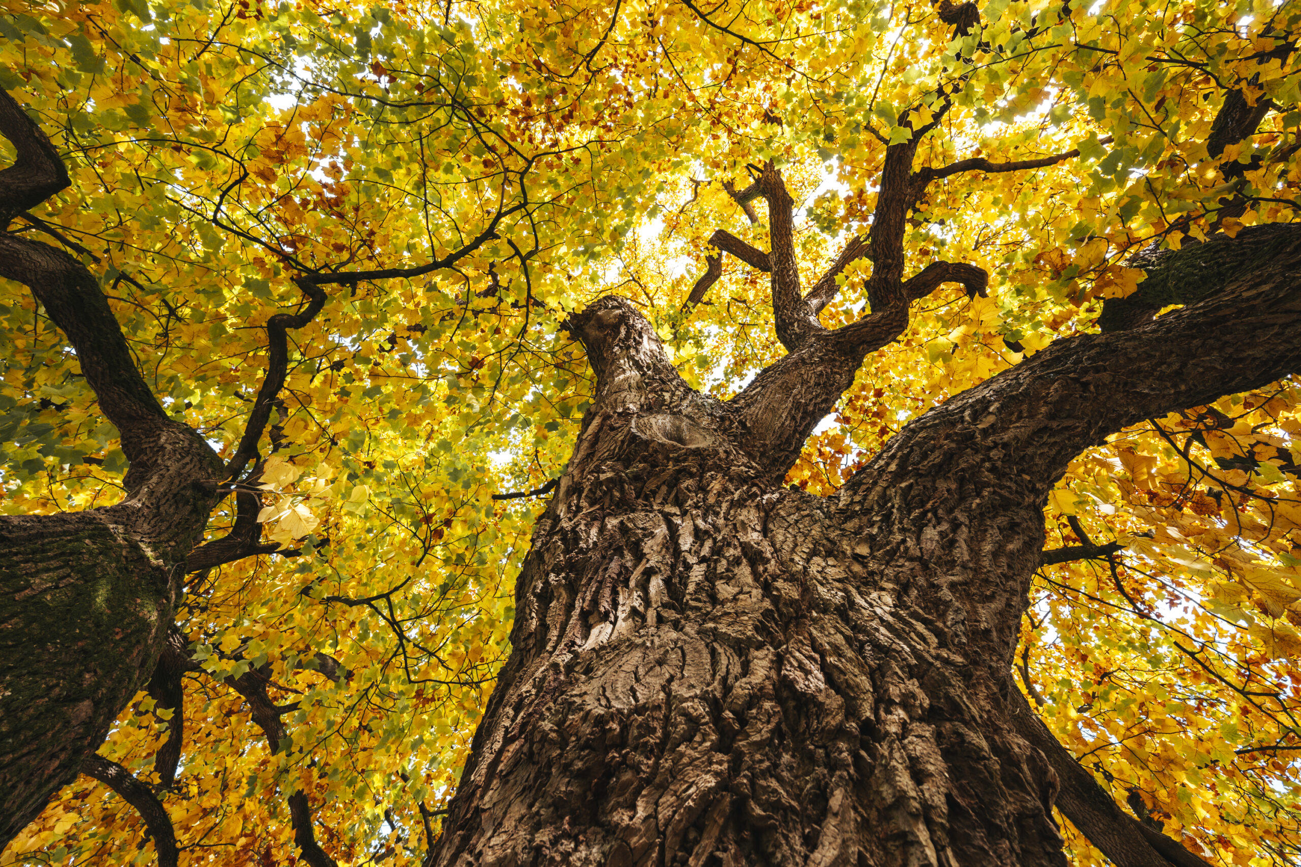 Herfst in de bossen van Apeldoorn