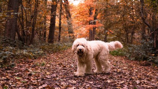 Hond in bos