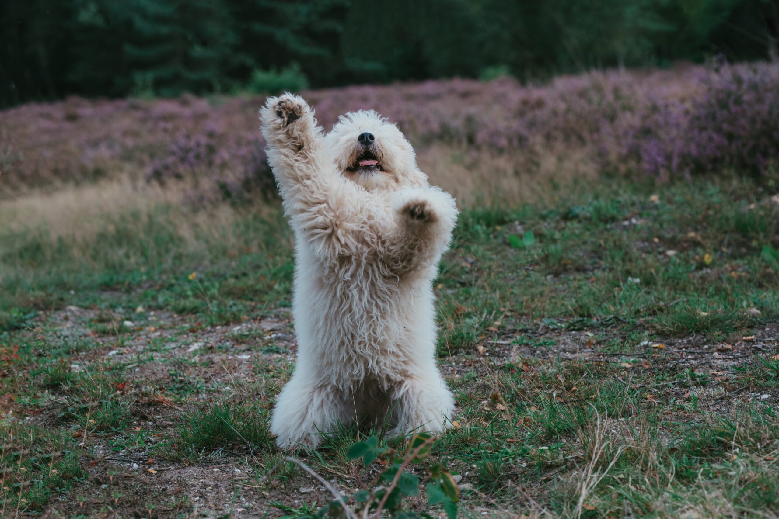 Hond in de natuur bij Het Leesten