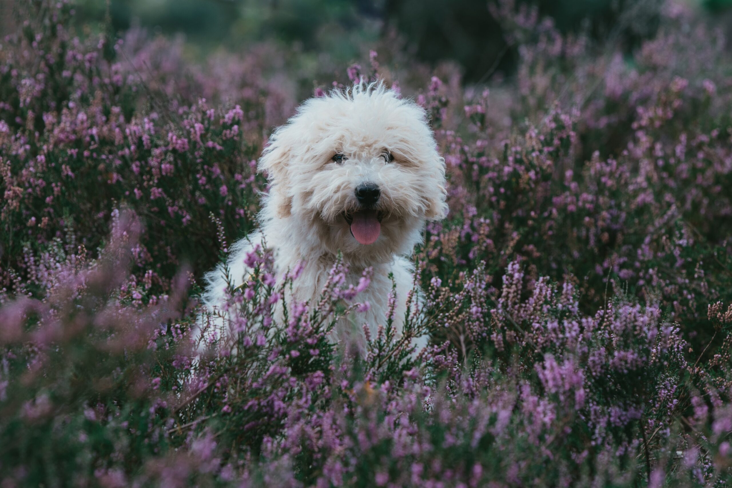 Hond in de natuur bij Het Leesten