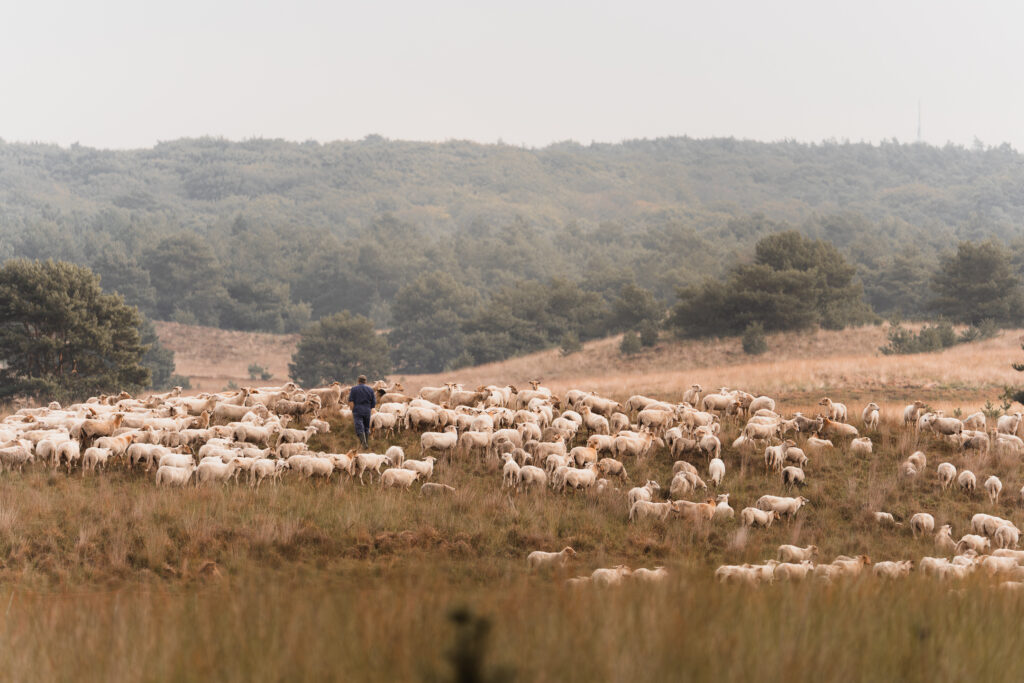 Schaapskudde Asselsche Heide